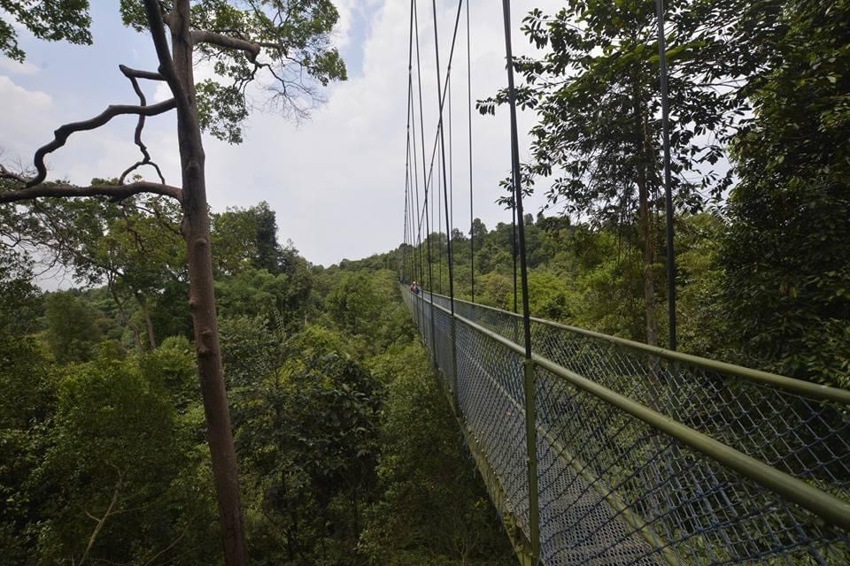 Hike Singapore – The MacRitchie Reservoir